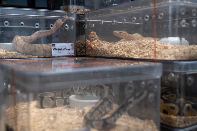 „AFP“/„Scanpix“/Čatučako turguje pardavinėjamos gyvatės