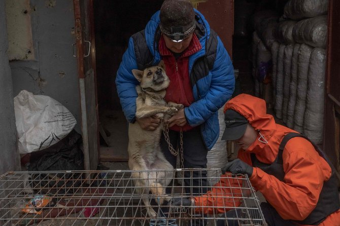„AFP“/„Scanpix“/Charkivo srityje evakuojami šunys