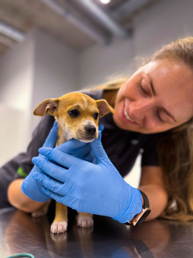 Vet. klinikos nuotr. / Keturkojo šeimos nario įsigijimas ir sveikatos ABC: ką būtina žinoti prieš apsisprendžiant