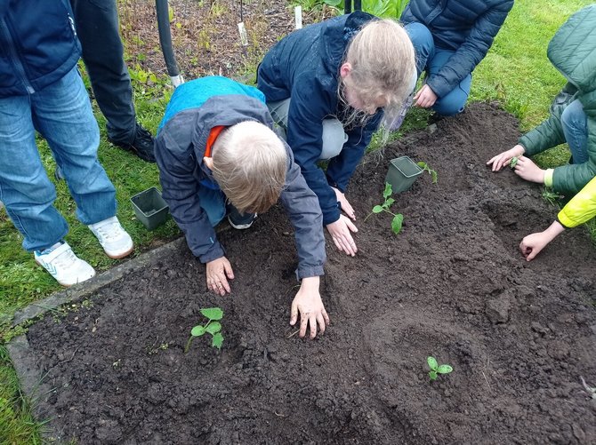 nuotr. projekto org./Šiaulių „Romuvos“ progimnazijoje užauginti agurkų daigai iškeliauja į lysvę VU Šiaulių akademijos Botanikos sode 