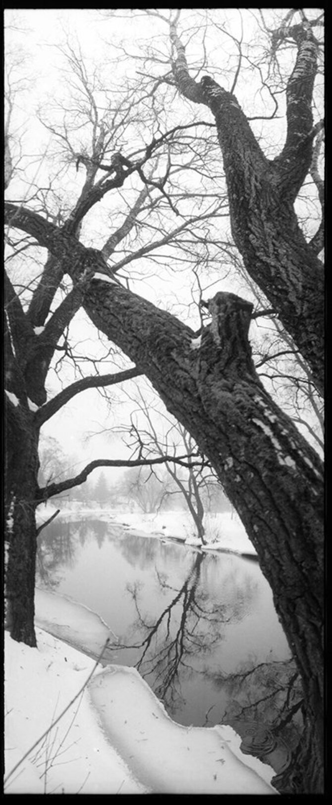 Autoriaus nuotr./Alis Balbierius. Fotografija iš ciklo „Rūko medžiai“. 2010 m.