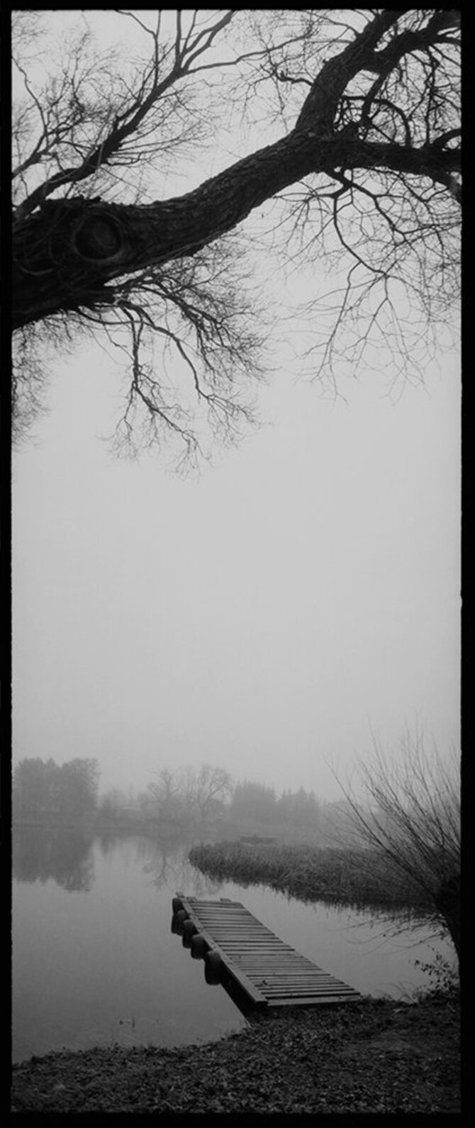 Autoriaus nuotr./Alis Balbierius. Fotografija iš ciklo „Rūko medžiai“. 2013 m.