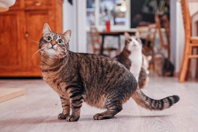 UAB „Kačių kavinė“ nuotr./„Cat Cafe“ – daugiau nei kavinė: unikalus socialinis verslas, kuriantis vertę investuotojams