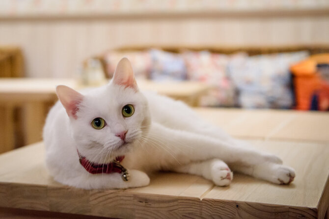 UAB „Kačių kavinė“ nuotr./„Cat Cafe“ – daugiau nei kavinė: unikalus socialinis verslas, kuriantis vertę investuotojams