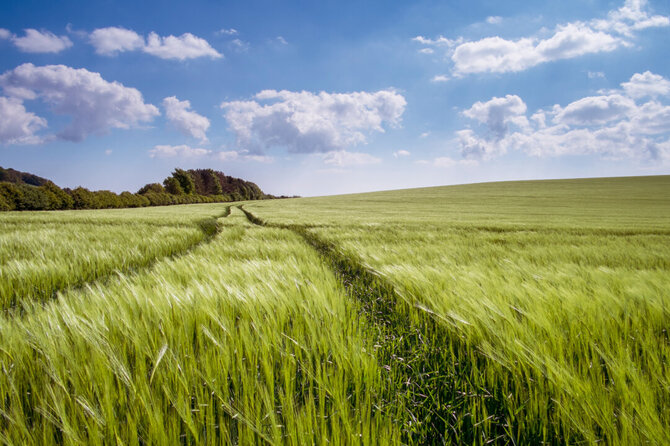 „Baltic Agro" nuotr./Nežinomybės metai: kaip šiandien protingai investuoti į pasėlius?