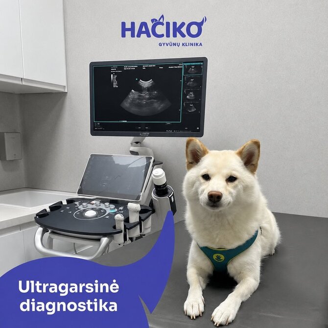 „Hačiko“ nuotr. /Šuo Žibutė