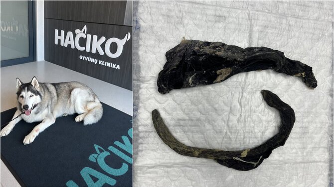 „Hačiko“ nuotr. /Haskis Zara