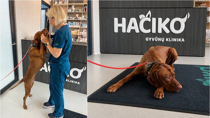 „Hačiko“ nuotr. /Tobis