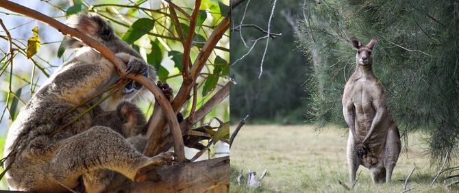 Asmeninio archyvo nuotr. / „15min“ fotomontažas / Australijos gyvūnai