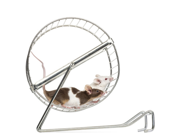 Shutterstock /Laboratorinės pelės
