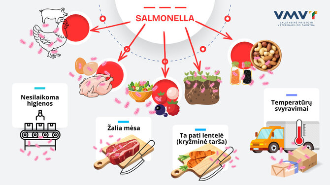 VMVT/Salmonella infografikas