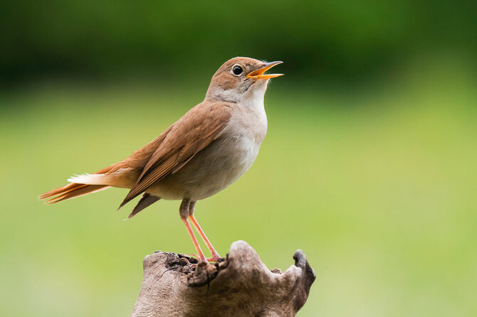 Shutterstock nuotr./Lakstingala