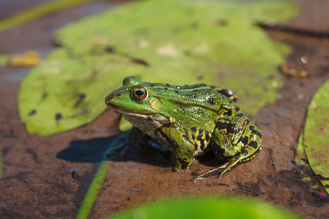 Shutterstock nuotr./Varlė