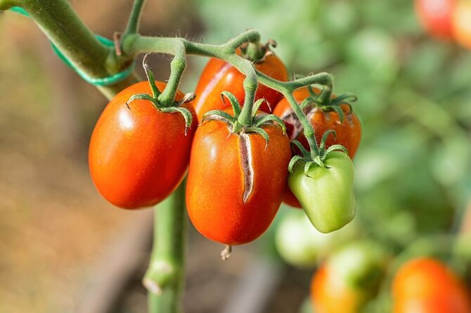 Shutterstock nuotr./Pomidorai
