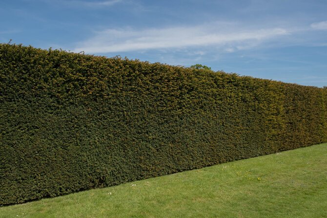 Shutterstock nuotr./Kukmedžio gyvatvorė