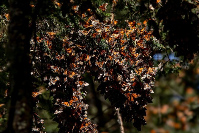 Shutterstock nuotr./Monarch drugelių biosferos rezervatas