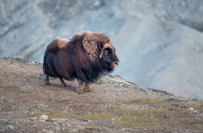Shutterstock nuotr./Avijautis