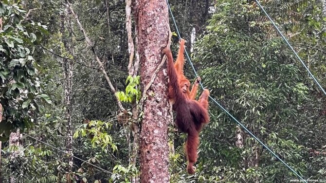 „Po kelionės“ nuotr./Jaunieji orangutanai