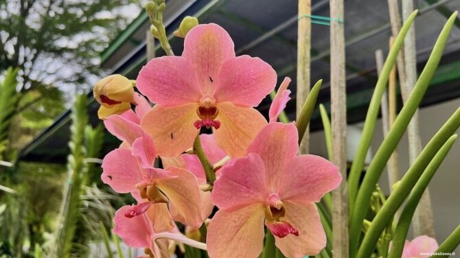 „Po kelionės“ nuotr./Orchidėjos