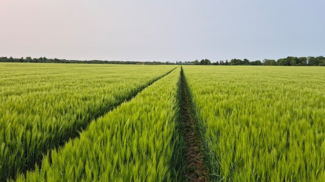Atstovų nuotr./Laukai