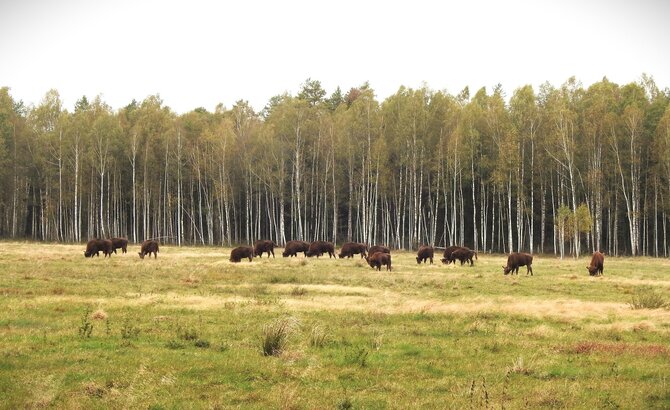 Stėgalių stumbryno nuotr./Stumbrai