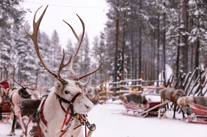 „Kopaturas" nuotr./„Lapland“