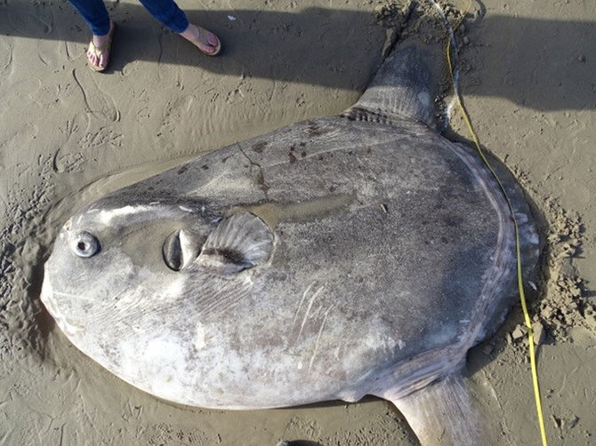 „Reuters“/„Scanpix“ nuotr./Į Kalifornijos pakrantę išmesta žuvis