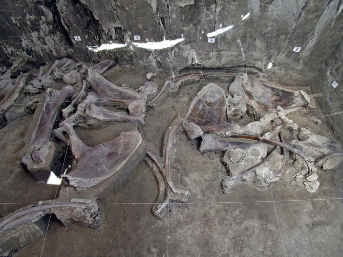 AFP/„Scanpix“ nuotr./Meksikoje atrasti mamutų kaulai