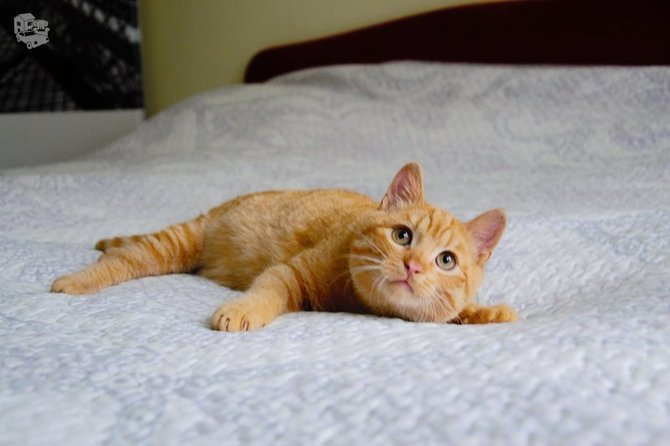 Kačiukas vardu Apelsinas ieško namų