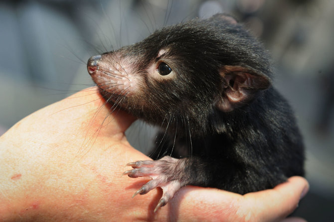 AFP/„Scanpix“ nuotr./Tasmanijos velnio mažylis