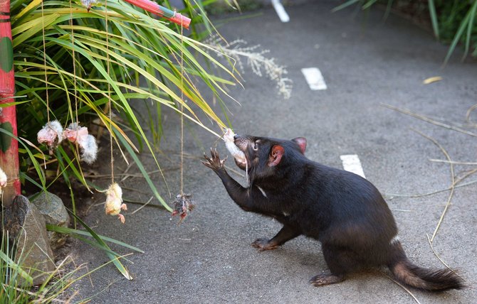 AFP/„Scanpix“ nuotr./Tasmanijos velnias zoologijos sode vaišinasi negyvomis pelėmis.