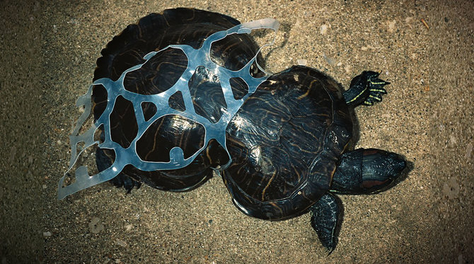 „Scanpix“/„Caters News Agency“ nuotr./Plastikiniai skardinių žiedai gali būti mirtinai pavojingi gyvūnams.
