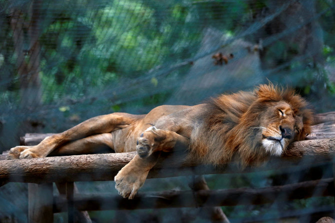 „Reuters“/„Scanpix“ nuotr./Liūtas Karakaso zoologijos sode ilsisi