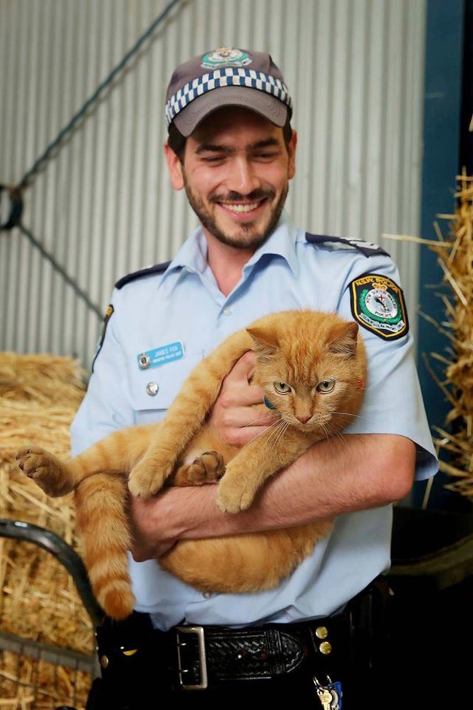 MountedPoliceNSWPF/„Facebook“ nuotr./Katinas Edas įsidarbino Australijos policijoje.