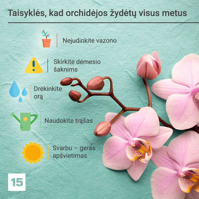 Orchidėjos