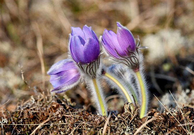Selemono Paltanavičiaus nuotr. /Pavasario gražiausios gėlės – vėjalandės šilagėlės. 