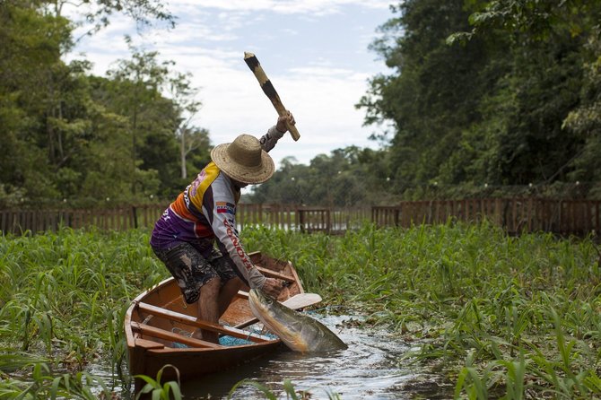„Reuters“/„Scanpix“ nuotr./Didžiausių gėlavandenių žuvų – arapaimų (pirarucu) – laimkis Amazonės regione, Solimoes upėje. 2013 m. gruodžio 15 d. 