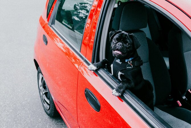 Unsplash nuotr./Augintinis automobilyje