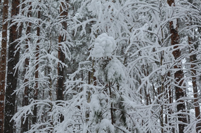 Lapkričio sniegas Dzūkijos miške