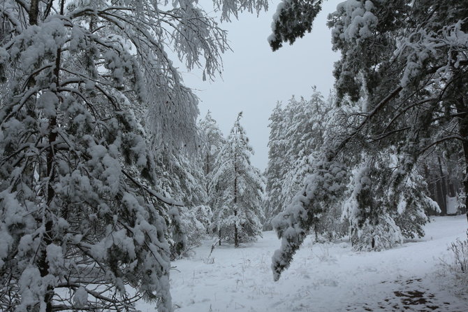 Lapkričio sniegas Dzūkijos miške