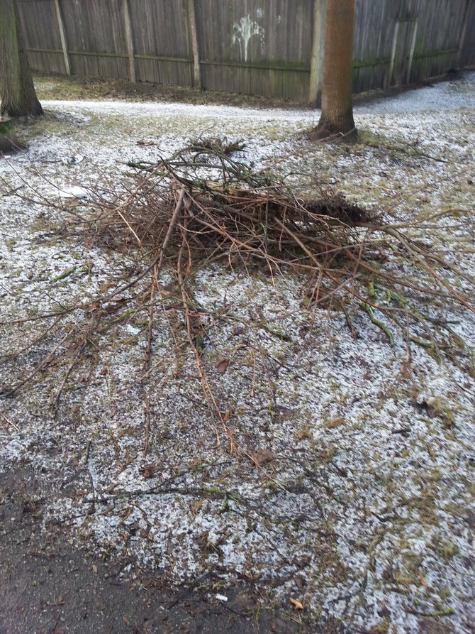 Pernykščiai lapai Šiauliuose