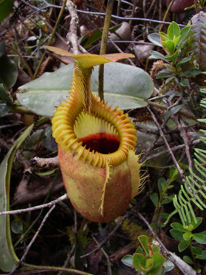 Wikimedia commons iliustr./Ąsotenis (Nepenthes villosa)