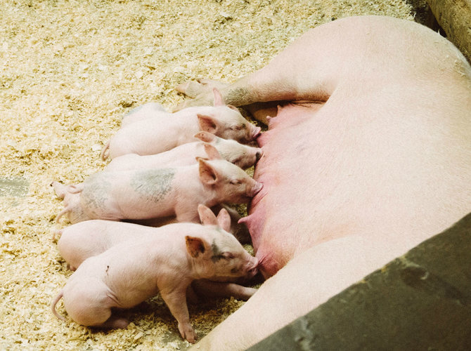 Greg Ortega, Unsplash nuotr./Senojo genotipo lietuviškų veislių kiaulės – ties išnykimo riba – o būtent jų mėsa kur kas kokybiškesnė.