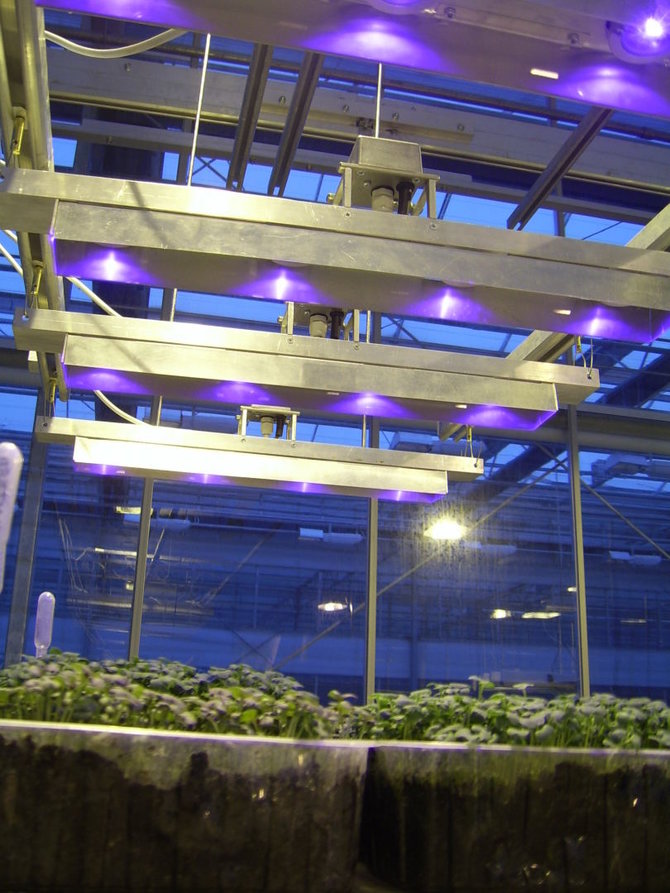 A.Brazaitytės nuotr./Kombinuotas aukšto slėgio natrio ir UV-A LED lempų apšvietimas padidina augalų antioksidacines savybes. 