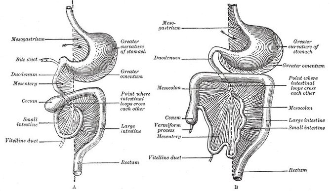 Wikimedia Commons iliustr./Henry Vandyke Carter - Henry Gray (1918 m.) Anatomy of the Human Body. /Didžioji taukinė