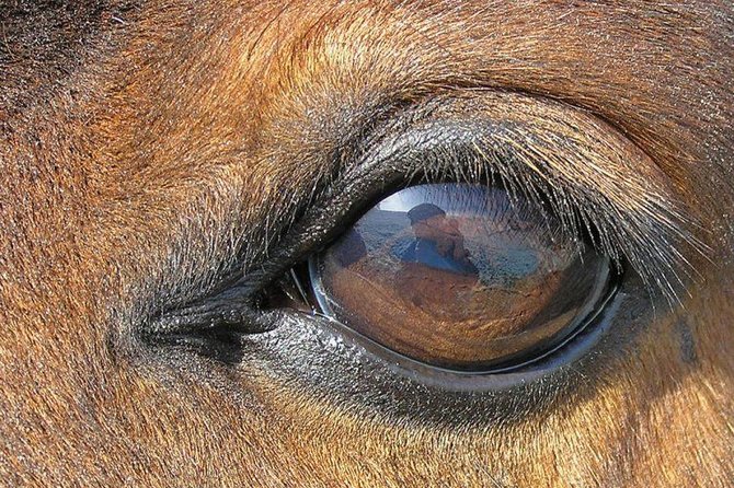 Arklio akys – didžiausios tarp visų sausumos žinduolių. (Waugsberg, Wikimedia(CC BY-SA 3.0)