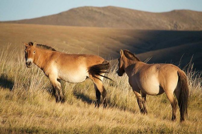Tachis arba Prževalskio arklys – vienintelė laukinių arklių rūšis pasaulyje. (Ulaanbaatour, Wikimedia(CC BY-SA 4.0)
