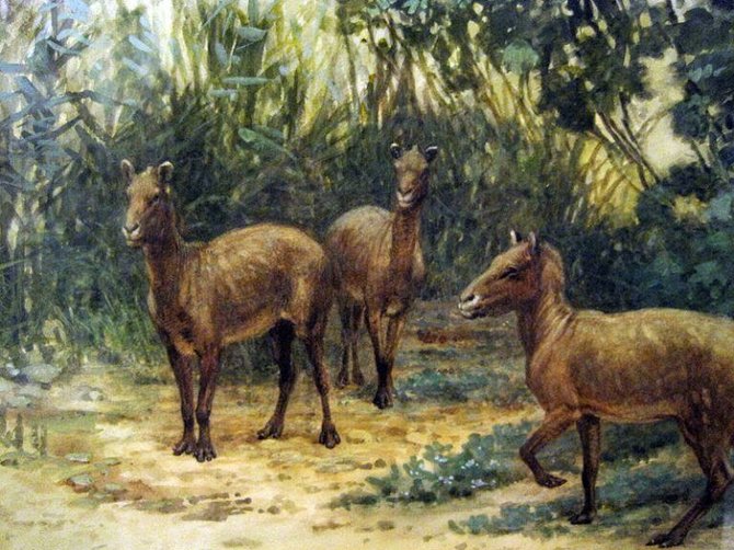 Arklių protėviai prieš beveik 50 milijonų metų turėjo keturis pirštus ant priekinių kojų ir tris ant galinių. (Charles R. Knight, Wikimedia)