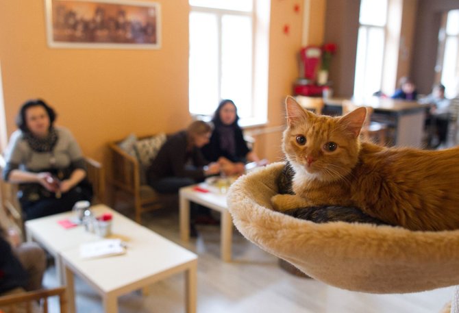 Irmanto Gelūno/15min.lt nuotr./Vilniuje duris atvėrė kačių kavinė – lankytojams kompaniją palaiko net 9 murkliai.