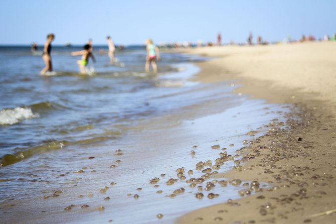 Irmanto Gelūno / 15min nuotr./Palangos paplūdimyje ant kranto išmestos medūzos